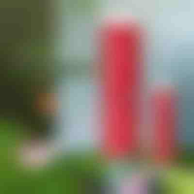 Fertilizante orgânico em comprimidos de libertação lenta | FERTIGROW